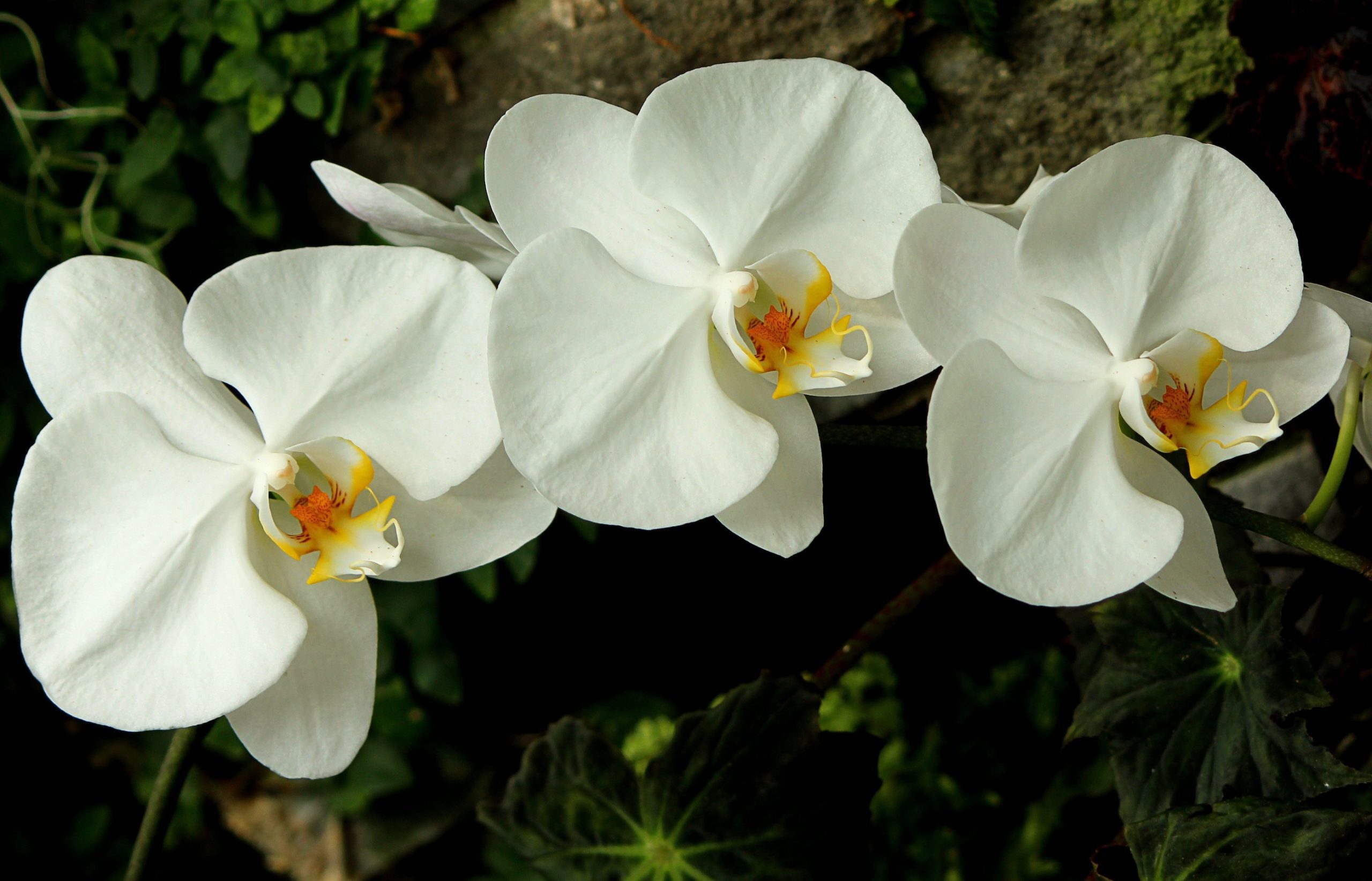 Pleins feux sur les orchidées! - Marché aux fleurs