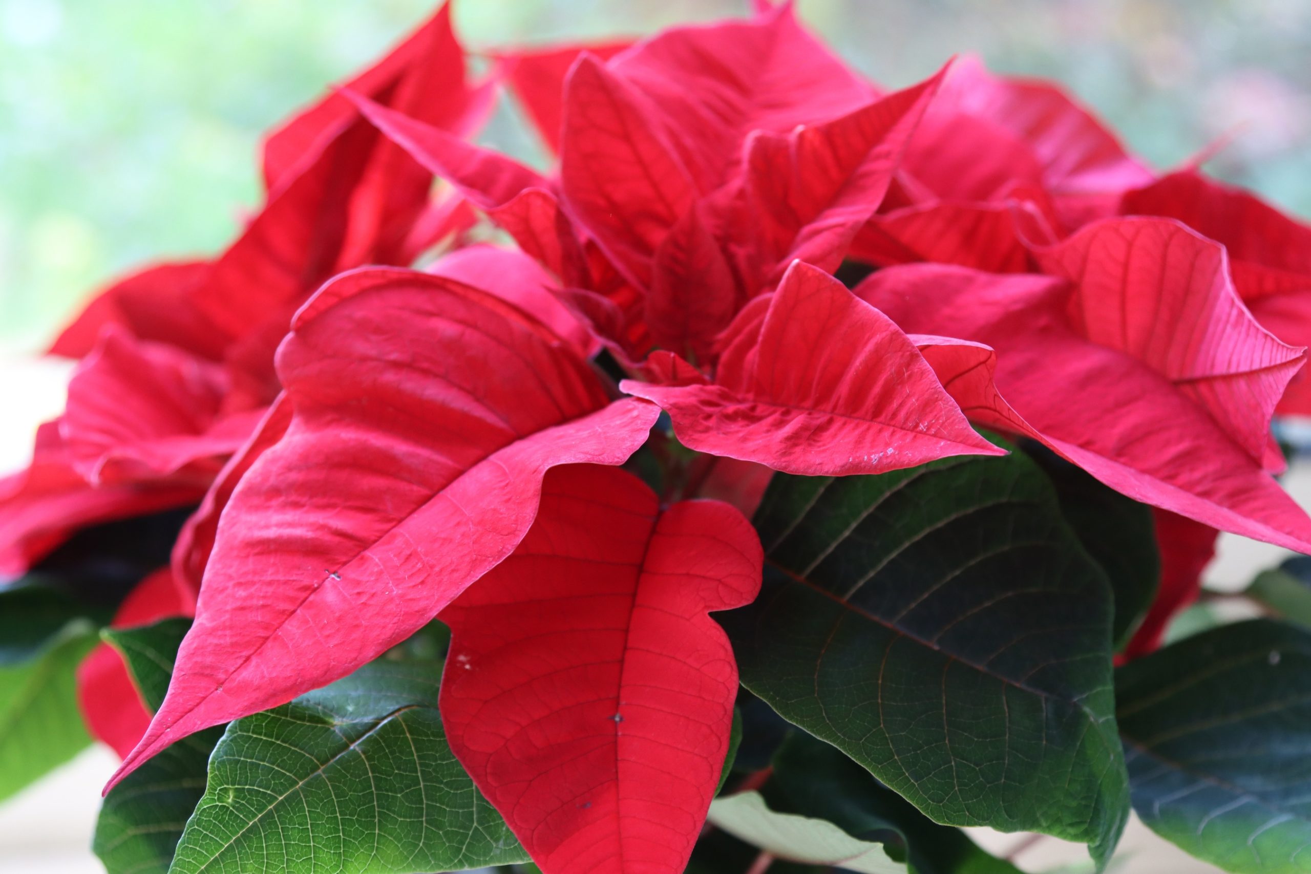 L'Étoile de Noël, le poinsettia - Marché aux fleurs