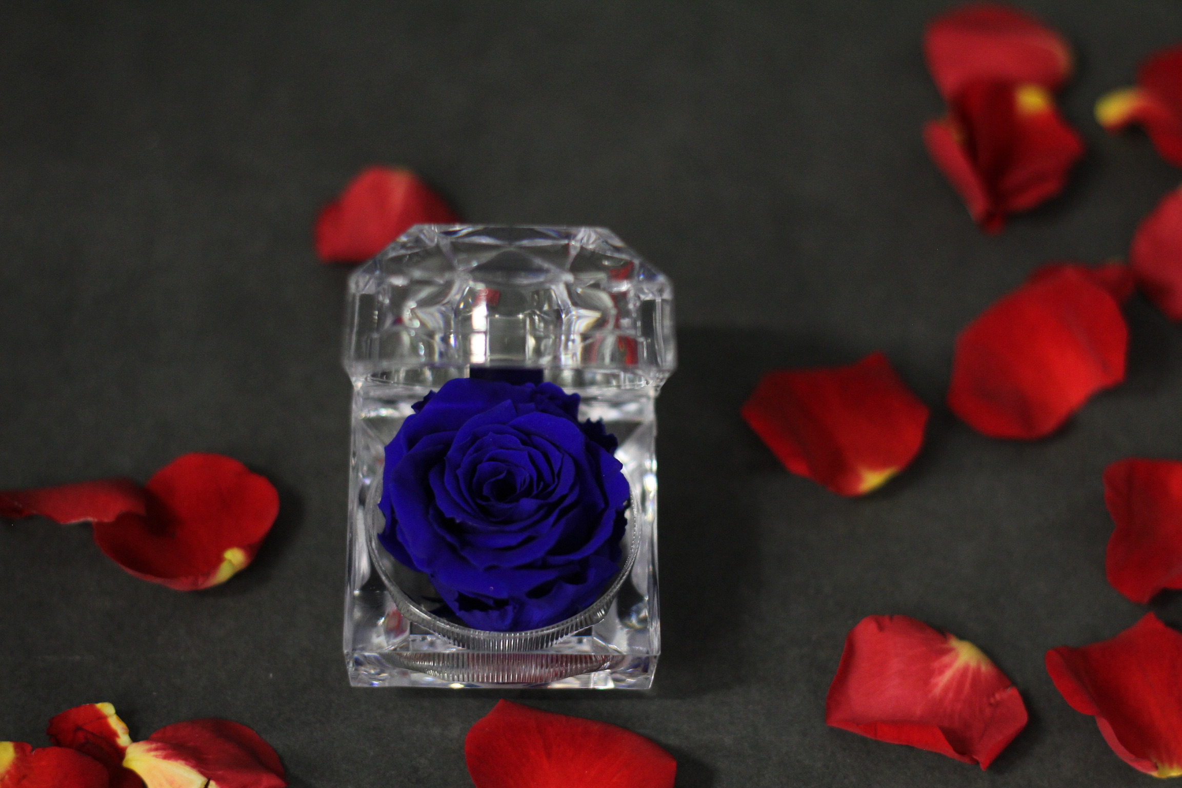 Boitier rose éternelle bleu foncé