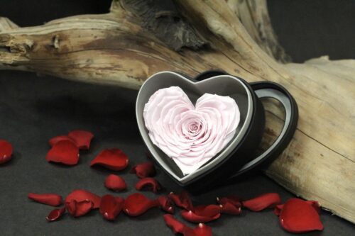 Rose rose en coeur et boitier noir