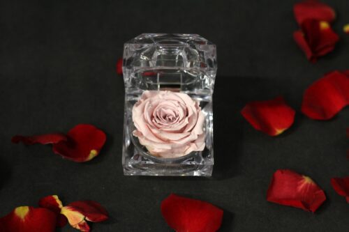 Boitier rose éternelle rose pâle