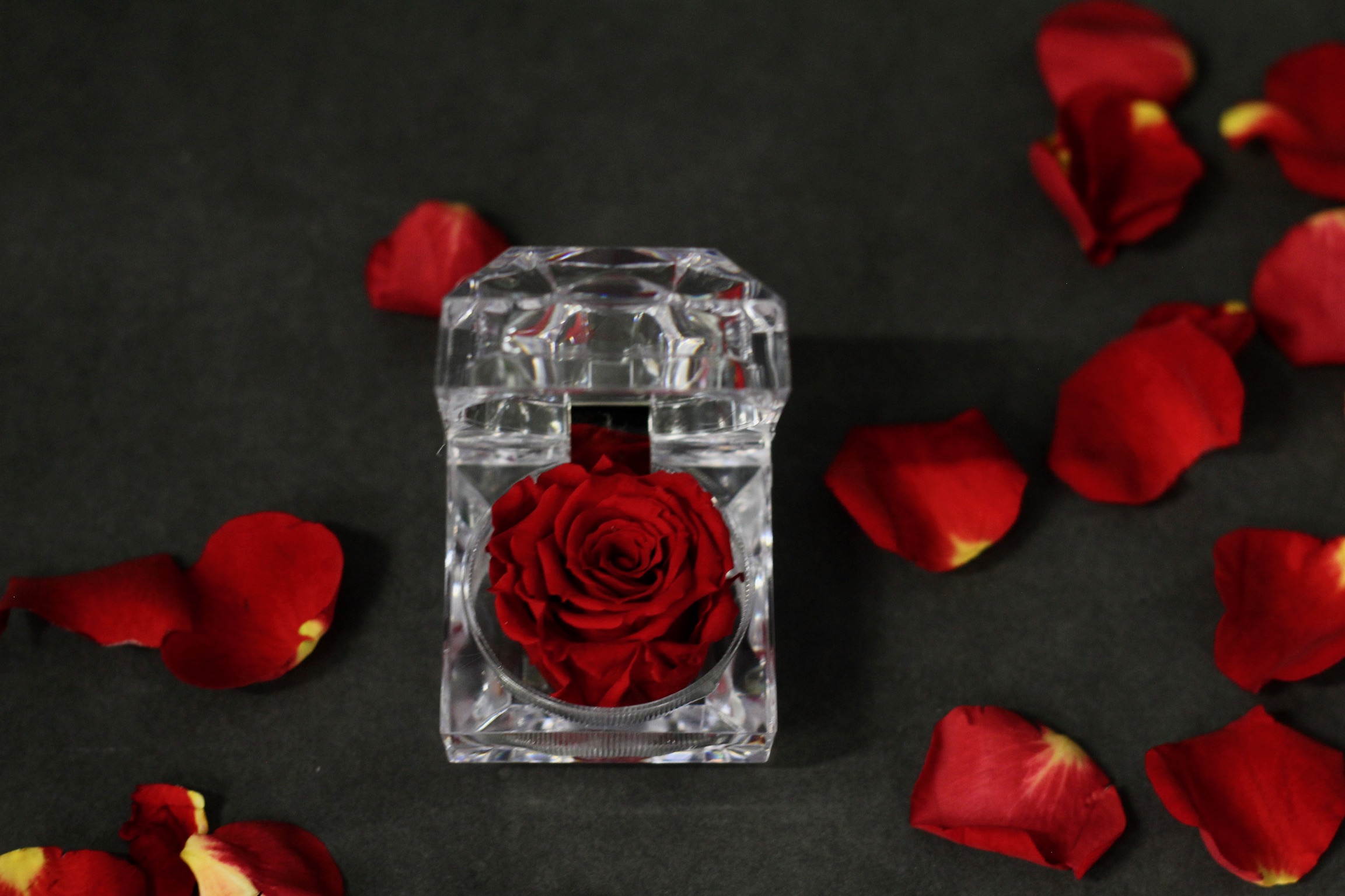 Boitier rose éternelle rouge