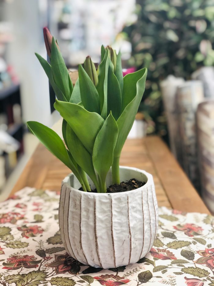Pot de tulipes déco produit du Québec - Image 3