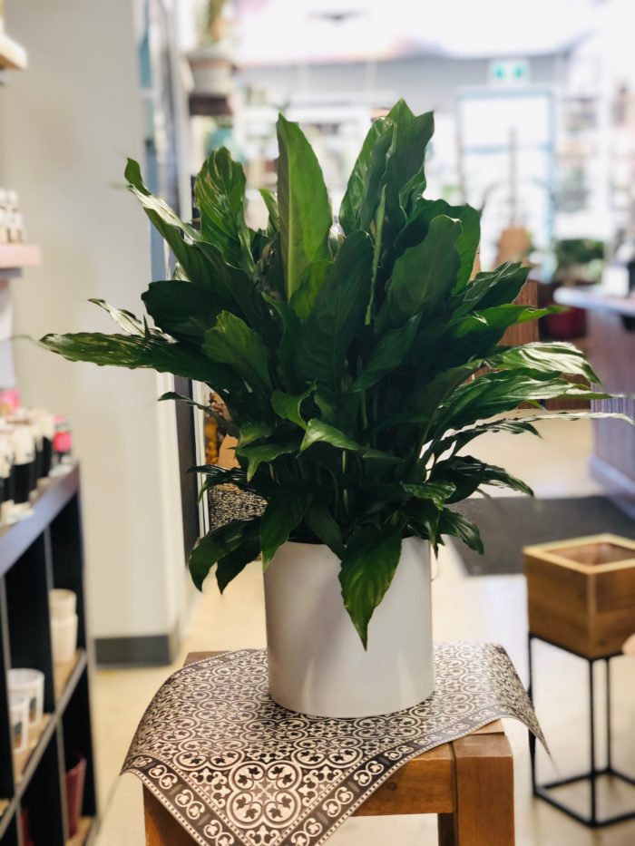 Spathiphyllum dans un pot déco (Lys de paix)