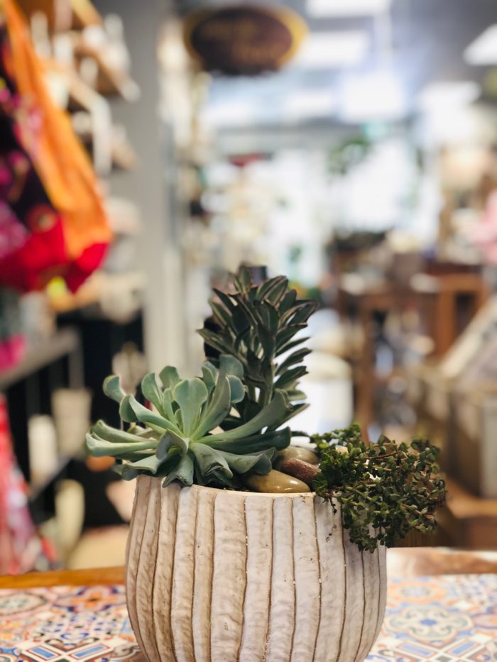 Jardin de succulentes dans pot déco tendance