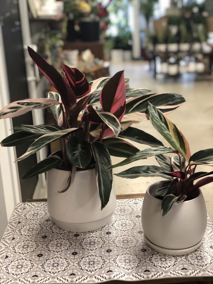 Stromanthe triostar