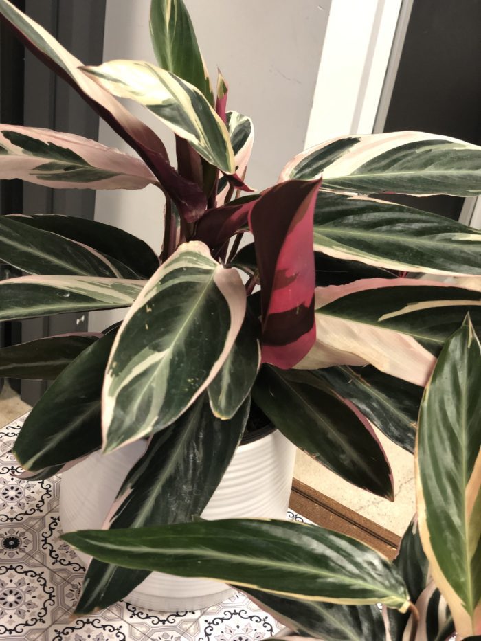 Stromanthe triostar - Image 2