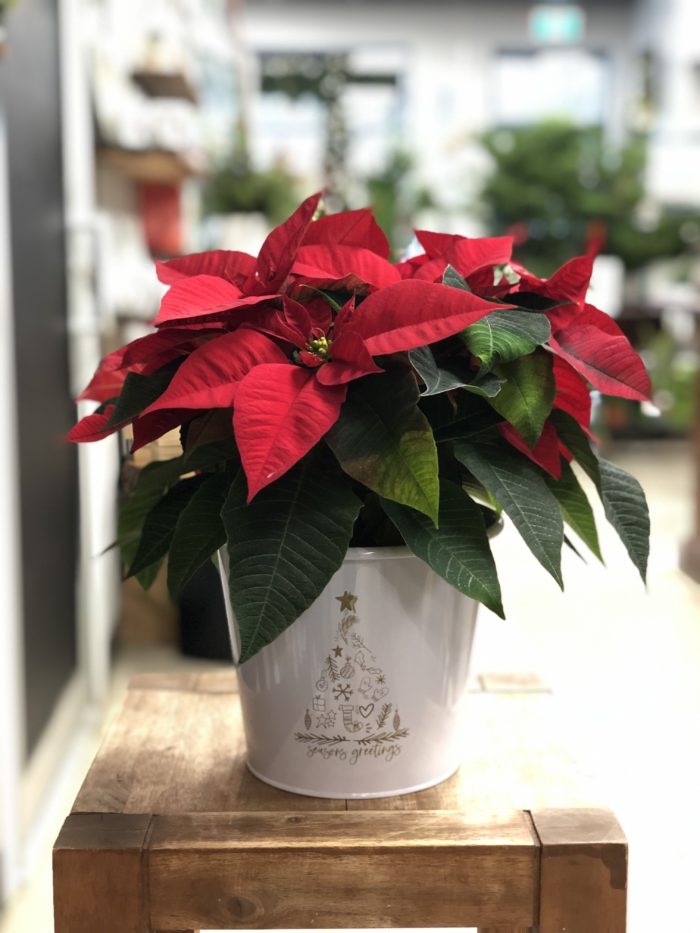 Poinsettia dans cache-pot déco - Image 2