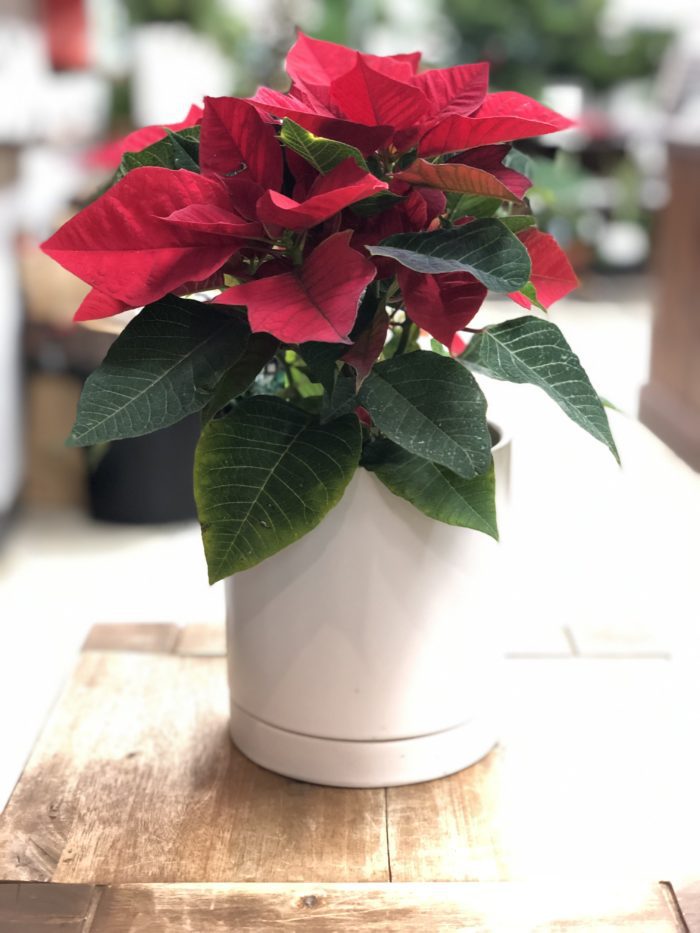 Poinsettia dans cache-pot déco - Image 3