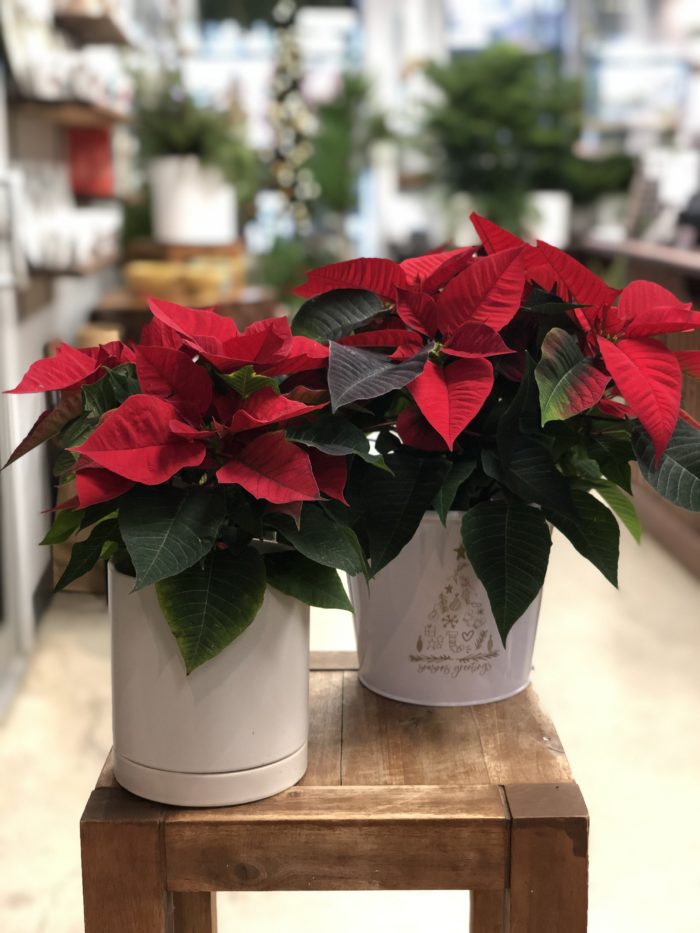 Poinsettia dans cache-pot déco