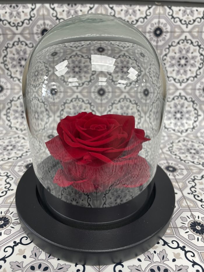 Dôme de rose éternelle