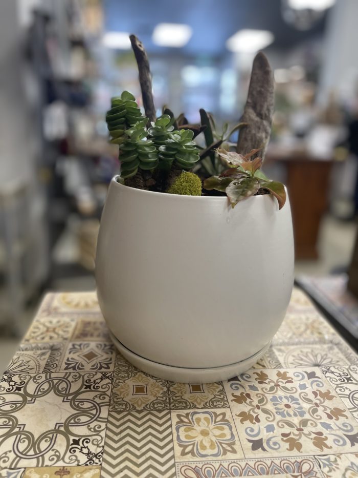 Jardin de cactus et succulentes - Image 3