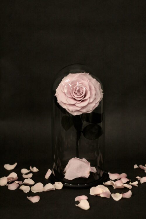 Dôme rose éternelle rose pâle