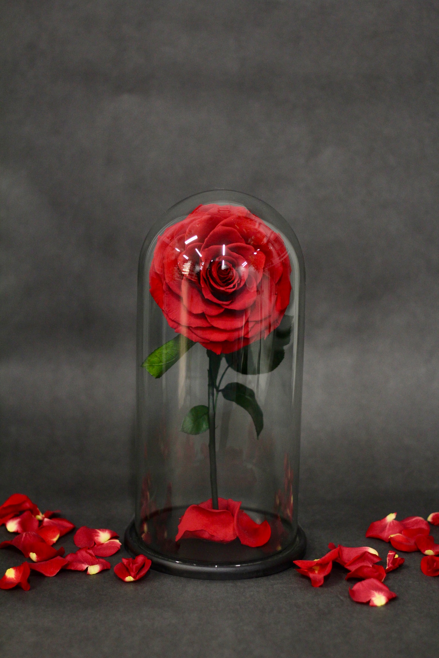 Dôme rose éternelle rouge