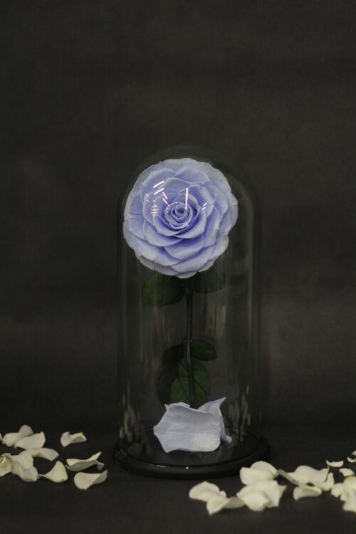 Dôme rose éternelle bleu pâle